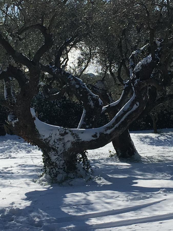 Ferienwohnung Il Poggio Degli Ulivi Trevignano Romano Exterior foto