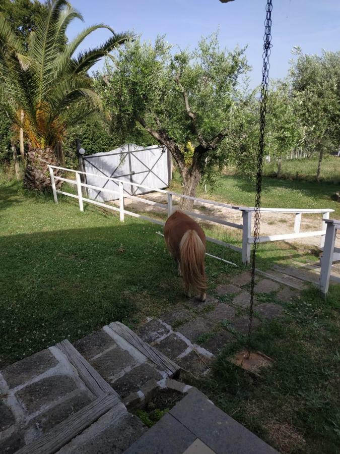 Ferienwohnung Il Poggio Degli Ulivi Trevignano Romano Exterior foto