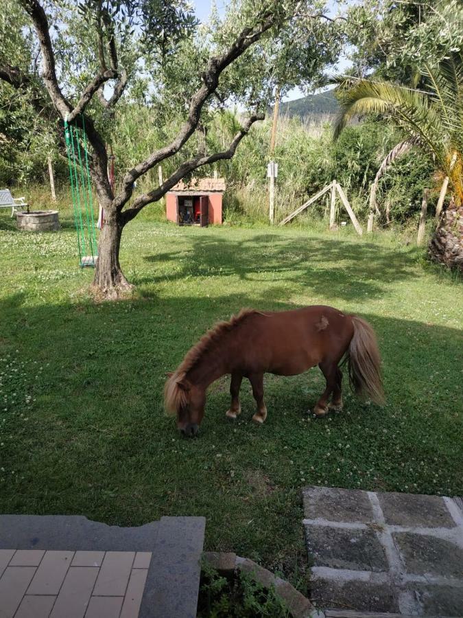 Ferienwohnung Il Poggio Degli Ulivi Trevignano Romano Exterior foto